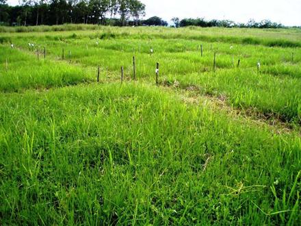Tratamiento de Brachiaria humidicola,
2007. (Foto, Tomita, 2007)

 