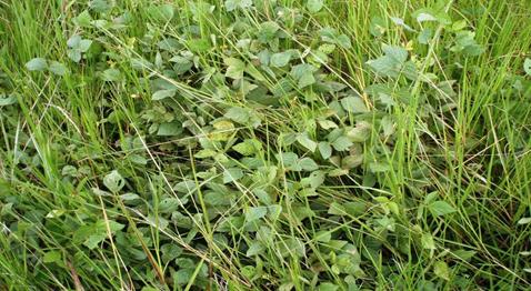  Desmodium (Desmodium barbatum)
asociado con Brachiaria humidicola. (Foto, Tomita, 2007).

 