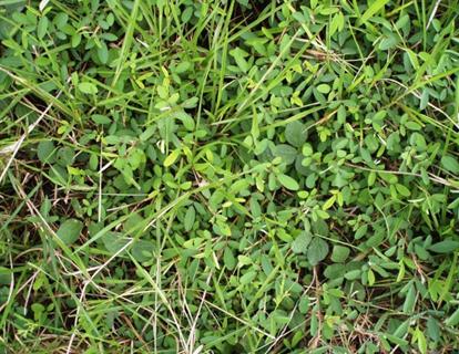 Calopogonio (Calopogonium mucunoides)
asociado con Brachiaria humidicola. (Foto, Tomita, 2007)

 