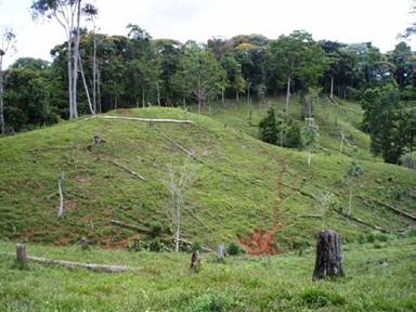 Condici&oacute;n del desmonte de &aacute;rboles nativos
en la regi&oacute;n de Cordillera Central, Cocle cito, Provincia de Col&oacute;n, Panama.
(Foto, Tomita, 2007).

 