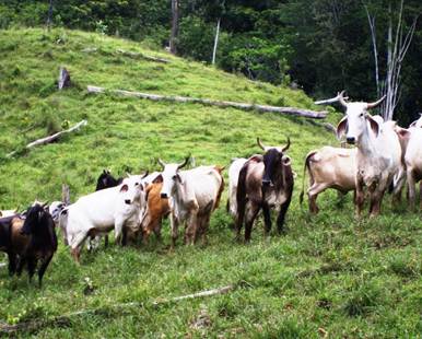 . Ganados criados despu&eacute;s de deforestaci&oacute;n
en la misma regi&oacute;n con la Foto No1. (Foto, Tomita, 2007)