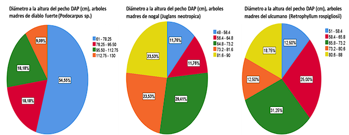 Diámetro a la altura del pecho (DAP) en su hábitat de plantas madre de diablo
fuerte (Podocarpus sp.),
nogal (Juglans neotropica)
y del ulcumano (Retrophyllum rospigliosii).