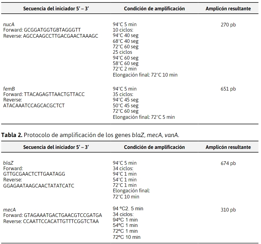 Protocolo de
amplificaci&oacute;n de los genes nucA y femB