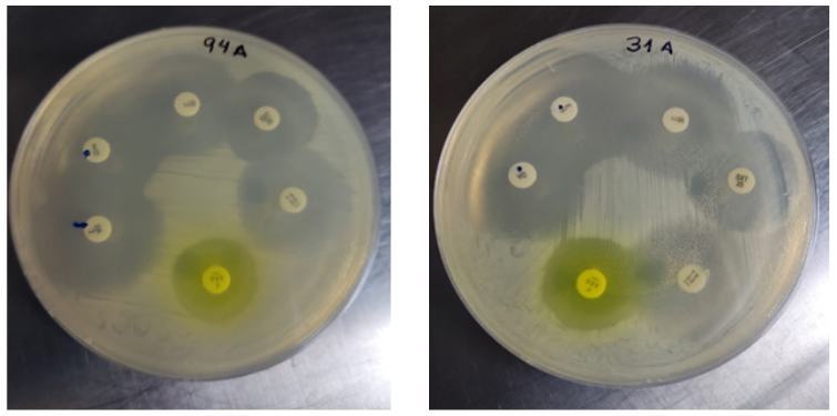 D-test positivo
muestras SARM, formaci&oacute;n de la D en los discos de clindamicina
frente al de eritromicina