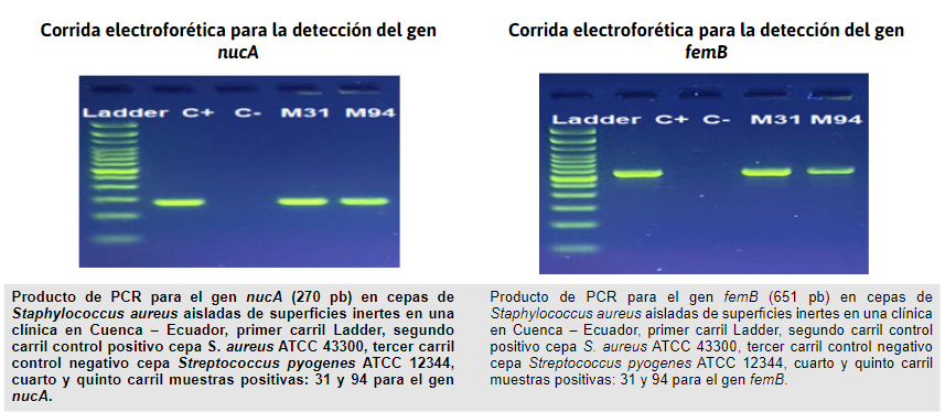 Amplificaci&oacute;n de
genes (nucA y femB)
para la identificaci&oacute;n de S. aureus