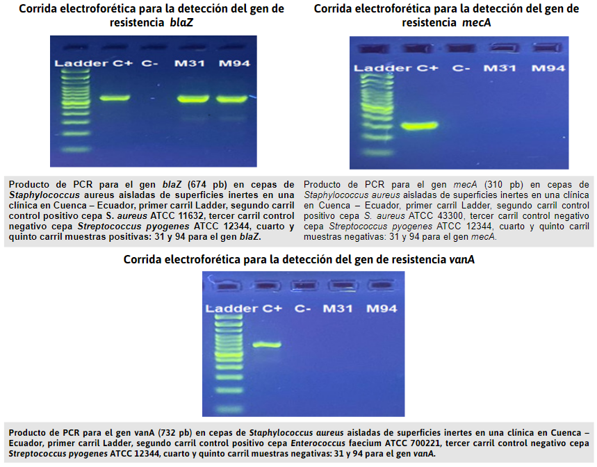 Amplificaci&oacute;n de
genes para la resistencia antibi&oacute;tica de S. aureus