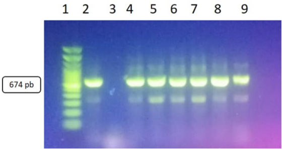 Productos de PCR del gen blaZ con un amplicón de 674 pb. Carriles: 1 escalera alélica, 2 control positivo, 3 control negativo 4, 5, 6, 7,8 y 9 cepas positiva