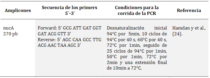 Iniciadores, de
producto amplificado y condiciones de amplificación de genes nucA,
femB