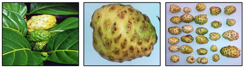 Recolección, selección y secado de Morinda citrifolia