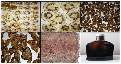 Secado, molido, tamizado, maceración y extracción de Morinda citrifolia