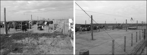 Incorporación
de hormigonera en el feedlot