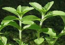 Stevia rebaudiana plant