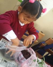 Desarrollo de capacidades investigativas.