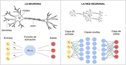  La Neurona y la Red Neuronal Artificial