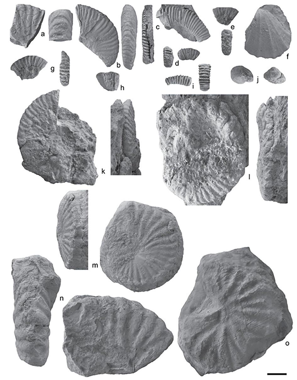 Yuruma Formation (Barremian - lower Aptian?) In the Yuruma hill and ...