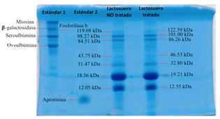 SDS-PAGE (Gel 1)
de las muestras de Lactosuero No tratado y Lactosuero Tratado.