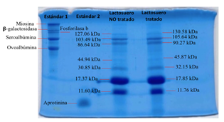 SDS-PAGE (Gel 2)
de las muestras de Lactosuero No tratado y Lactosuero Tratado.