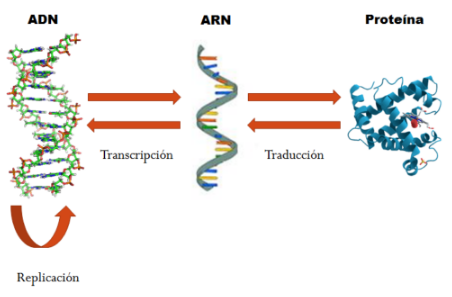 Dogma central de la Biología
Molecular