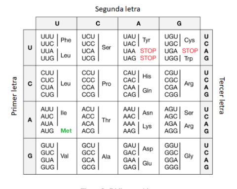 Código genético