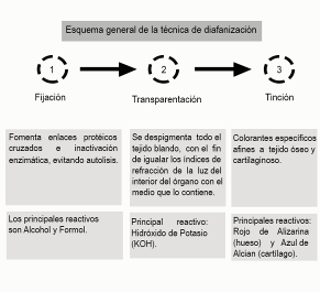 Esquema general de la técnica de diafanización con tinción ósea y cartilaginosa