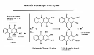 Reacción de quelación
propuesta por Kiernan (1990).