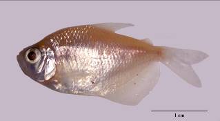 Gymnocorymbus ternetzi minutos después de la eutanasia.