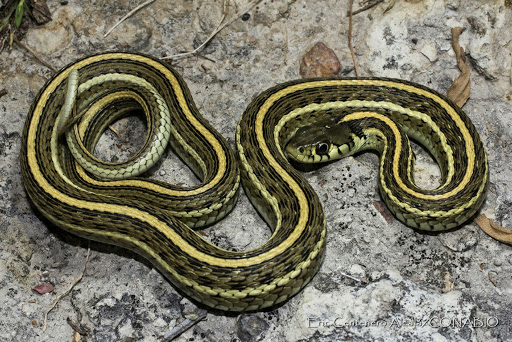 Figura 1 Familia Natricidae, Culebra de agua Thamnophis eques. Imagen tomada de internet. 

 