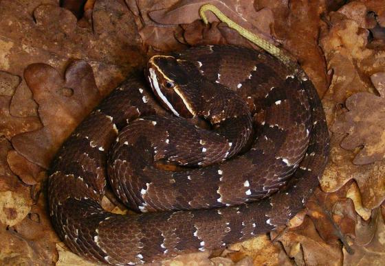 Figura 2 Familia
Viperidae, cantil o nauyaca Agkistrodon bilineatus. Imagen tomada de
internet.