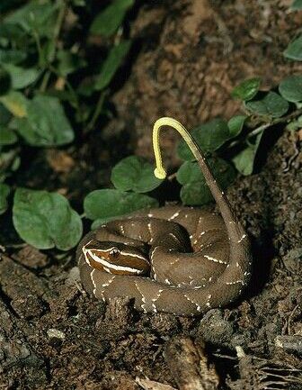 Figura 3 Agkistrodon bilineatus cazando. La serpiente utiliza la cola como anzuelo a la espera de una
presa. Imagen tomada de internet.