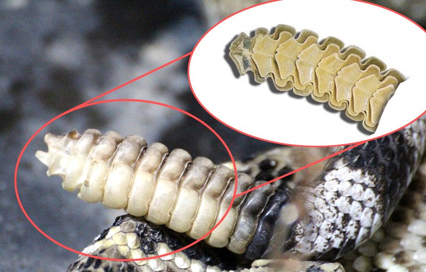 Figura 4 Vista
anatómica del cascabel de una serpiente. El
cascabel es una estructura queratinosa, hueca, formada por la muda de la
serpiente, cada anillo se forma con cada muda de piel y pueden facilmente
quebrarse y reponerse. Imagen tomada de internet 

 