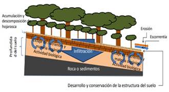Figura 1. Esquematización de un bosque donde se produce caída y acumulación
de hojarasca en el suelo que ayuda al ciclaje de
nutriente y materia orgánica.