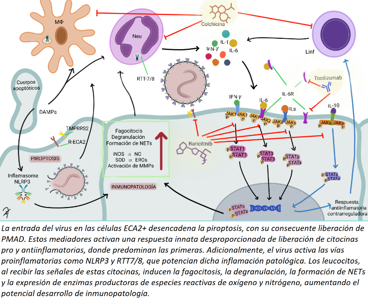 Figura 2. Respuesta
inmunológica ante la infección por el SARS-CoV-2 y potenciales dianas
terapéuticas.