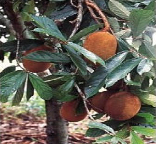 Árbol de copoazú (Theobroma
grandiflorum)