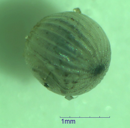 Posturas de Caligo idomeneus