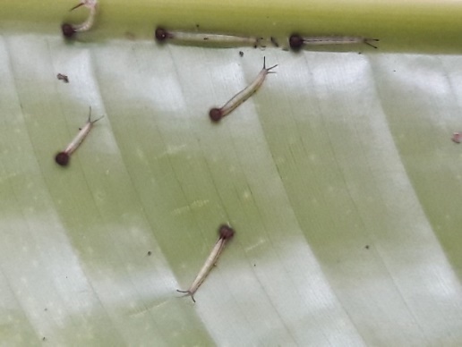 Larvas de Caligo idomeneus