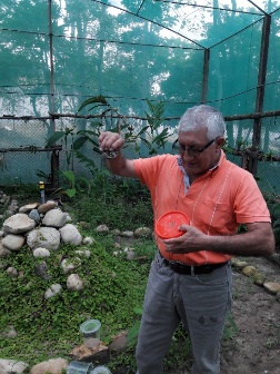 Liberación de adultos en
  mariposario con jardines horizontales