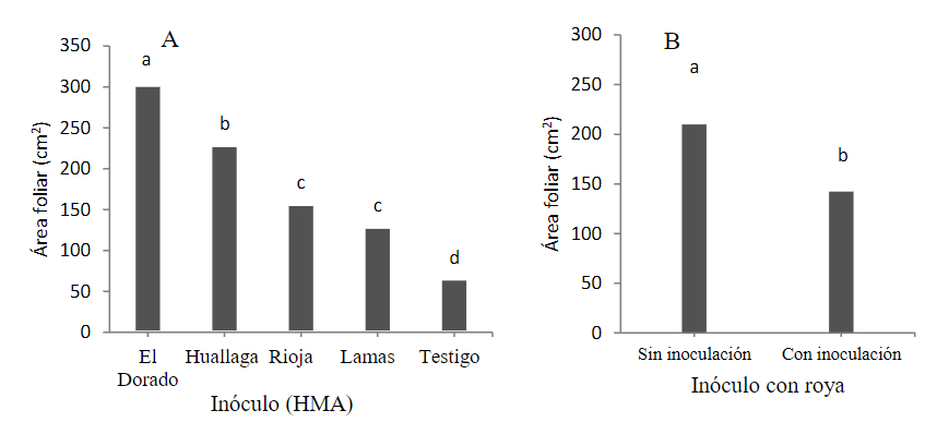 Prueba de Tukey (p<0,05) para el área foliar; A.
Inoculación con HMA y B. Inoculación con roya. Medias con letras iguales no
difieren estadísticamente entre sí