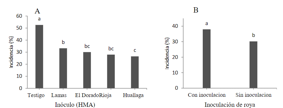 Prueba
de Tukey (p<0,05) para la incidencia a roya; A. Inoculación con HMA y B.
Inoculación con roya. Medias con letras iguales no difieren estadísticamente entre
sí