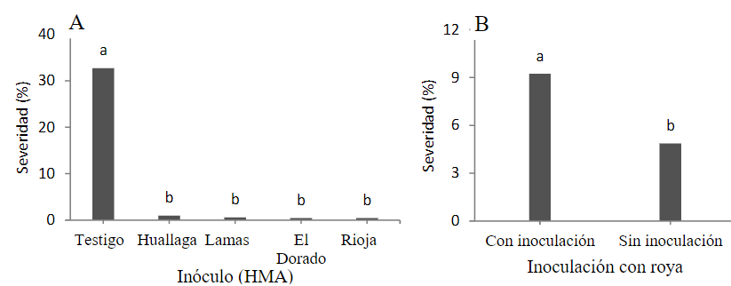 Prueba de Tukey (p<0,05) para la severidad a roya; A. Inoculación con
HMA y B. Inoculación con roya. Medias con letras iguales no difieren
estadísticamente entre sí