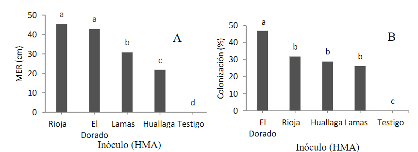 Prueba de Tukey (p<0,05) para
micelio extraradicular y colonización micorrízica; A.
Inoculación con HMA y B. Inoculación con roya. Medias con letras iguales no
difieren estadísticamente entre sí