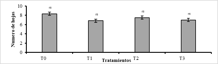 Prueba de Tukey
(P<0,01), para el número de hojas por plántula de Phragmipedium kovachii., considerando el promedio general de
las seis fechas de evaluación (cada quince días), donde las letras iguales no
difieren estadísticamente entre sí