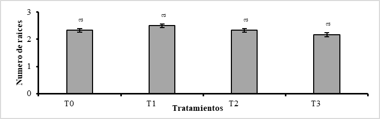 Prueba de Tukey (P<0,01), para el número de
raíces por plántula de Phragmipedium kovachii, considerando el promedio general de las seis
fechas de evaluación (cada quince días), donde las letras iguales no difieren
estadísticamente entre sí