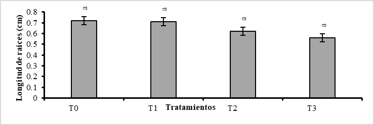  Prueba de Tukey (P<0,01), para la longitud
de raíces por plántula de Phragmipedium kovachii, considerando el promedio general de las seis fechas
de evaluación (cada quince días), donde las letras iguales no difieren
estadísticamente entre sí.
