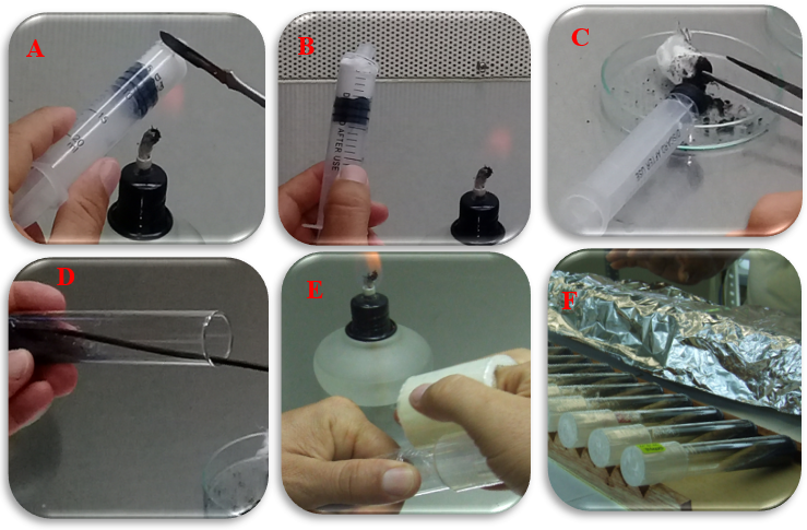 Siembra in vitro de semillas de Phragmipedium kovachii,
(A) cortando la base de la jeringa; (B) jeringa cortada; (C)
extracción de semillas; (D) siembra de las semillas en tubo de ensayo; (E)
tapado y sellado de tubos; (F) tubos de ensayo con semillas sembradas.