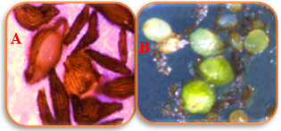 Germinación de la semilla de Phragmipedium kovachii. (A) semillas abultadas y con ruptura de
testa; (B) semillas sin testa (color blanco) y protocormos
(color verde)