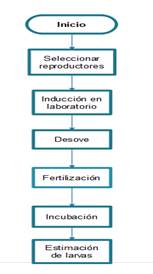 Flujograma
del proceso de reproducción artificial de larvas de Gamitana.