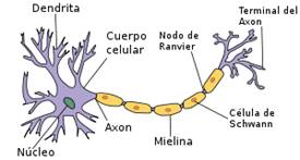 Neurona Biológica.