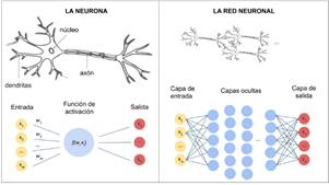 Neurona y la Red Neuronal Artificial