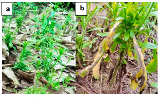 Imágenes de las plantas consideradas malezas durante el proceso de aplicación
de las 2 mezclas del bioproducto (a: antes de la aplicación; b: 4to día de aplicación).
       