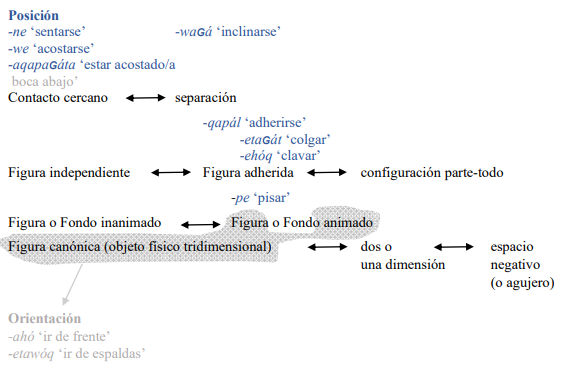 Figura 2. Verbos en qomlé’k en la jerarquía de escisiones en la codificación de las diferentes escenas espaciales (Levinson & Wilkins 2006)